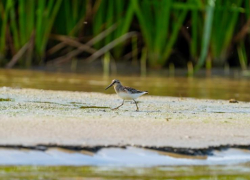 Это удивительно: в Астраханской области появились новые очень редкие виды птиц