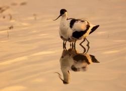 Астраханский заповедник стал частью «Дикой природы России»