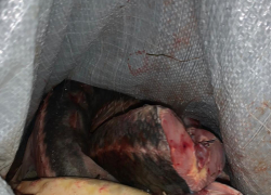 В Трусовском районе Астрахани пресекли деятельность крупной банды браконьеров