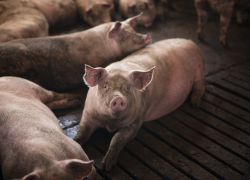 В Астраханской области на 26% сократилось количество свиней