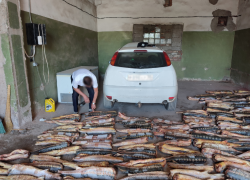 В Трусовском районе задержали двух астраханцев за приобретение и продажу краснокнижной рыбы