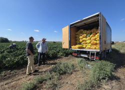 На астраханских полях созрели «Нозоми», «Плутон» и «Альто»