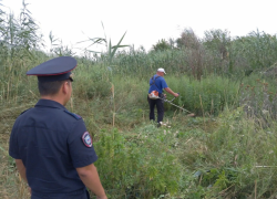 В Астраханской области уничтожили более 68 тысяч «квадратов» запрещенных растений