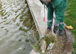 Астраханская администрация объяснила гибель рыбы на Лебедином озере