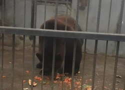 Астраханского медведя не совсем удачно накормили арбузом 