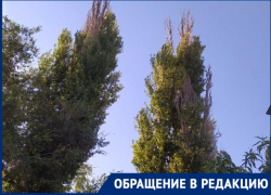 Жители Ленинского района Астрахани просят произвести опиловку опасных деревьев