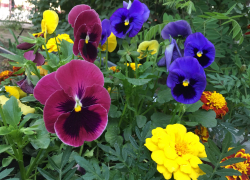 Прогноз погоды, именины, праздники в Астрахани в четверг 1 июня