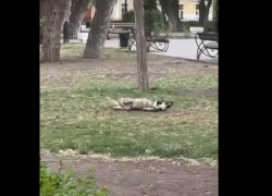 Астраханцы рассказали о догхантерах, которые убивают бродячих собак 