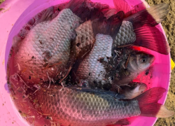 В Астрахани госинспектора «Росрыболовства» заподозрили в получении взяток