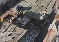 В Астраханской области промрыбаки поймали 440 тонн рыбы с нарушениями