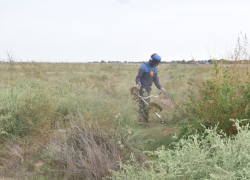 В Астрахани очистили от наркосодержащих растений территорию размером более 7000 квадратов