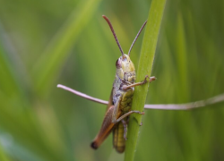 В 2024 году в Астраханской области ожидается нашествие саранчи