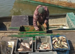 На весеннюю путину около 600 астраханцев стали рыбаками