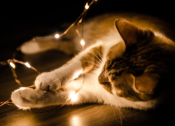 60% опрошенных астраханцев не отдохнули в новогодние праздники