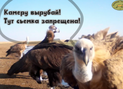 Птиц Северного Кавказа возмутили фотоловушки астраханского заказника
