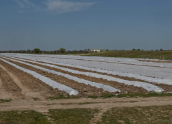 Беспилотники выявили карантинные растения на полях в Астраханской области