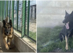 Двум умным собакам-полицейским из Астрахани ищут новую семью