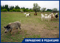 Астраханцы, вернувшиеся из Португалии поднимать фермерство, столкнулись с травлей