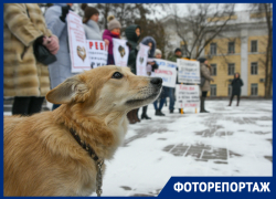 В центре Астрахани прошел митинг зоозащитников