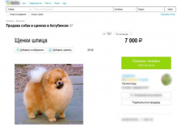 Астраханка вместо шпица получила воздух