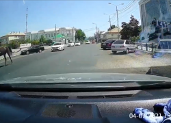 На дорогах Астрахани засняли резвого жеребца