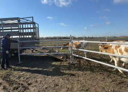 Под Астраханью пасущиеся без надзора животные стали угрозой безопасности людей