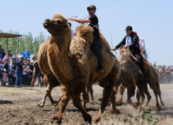 Победитель верблюжьих бегов на Сабантуе – 2023 в Астраханской области получит 200 тысяч рублей