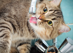 С 21 по 29 апреля астраханцев оставят без горячей воды