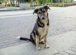 Стало известно, почему рожают стерилизованные собаки в Астрахани