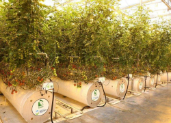 Астраханский комплекс «Кедр» планирует увеличить сбор овощей и расшириться