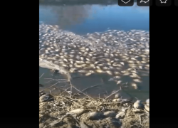 В Астраханском водоеме гниёт прибитая к берегу мертвая рыба 