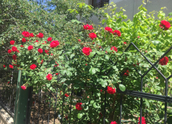 Прогноз погоды, именины, праздники в Астрахани в четверг 25 мая