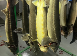 Астраханский суд постановил уничтожить более восьми тонн опасной рыбы