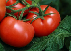 Овощи на астраханских рынках подорожали на 4,40%