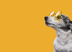 Астраханцы собираются поддержать гуманную эвтаназию бездомных собак