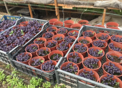 Астраханцам назвали самые высокооплачиваемые вакансии в сельском хозяйстве