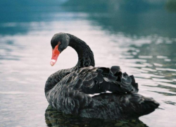 У погибших в Астраханской области лебедей диагностировали птичий грипп