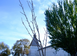 У стен Астраханского кремля высадили деревья, знаменитые своим цветением