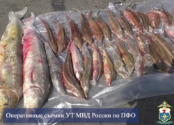 Транспортная полиция задержала астраханца с краснокнижными русскими осетрами