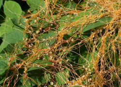 На территории Енотаевского района Астраханской области обнаружено карантинное растение