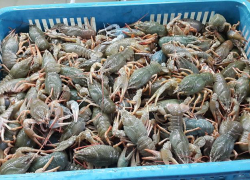 Ставропольчанин незаконно вёз через Астрахань 4 тысячи живых раков