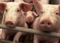 Два очага африканской чумы свиней выявлено на территории Астраханской области 