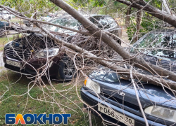 В Астраханской области дерево рухнуло на две машины