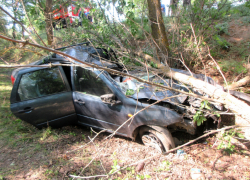 Астраханка, врезавшись в дерево, погибла на месте