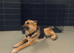 На астраханском вокзале создали зоны для забытых домашних животных