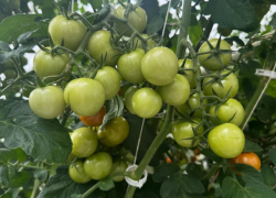 Астраханским дачникам открыли «Зеленые ряды» для продажи овощей и фруктов