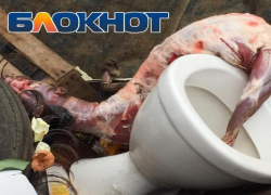 Астраханцы нашли в урне освежеванный труп собаки
