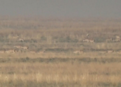 Удивительные кадры с редчайшими животными сняли в Астраханской области