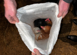 Под Астраханью неудачливый похититель вернулся на место преступления и был задержан полицией