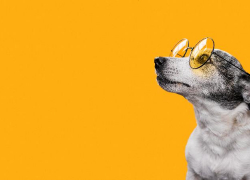 В Астраханской области собаки покусали астраханцев 4834 раза